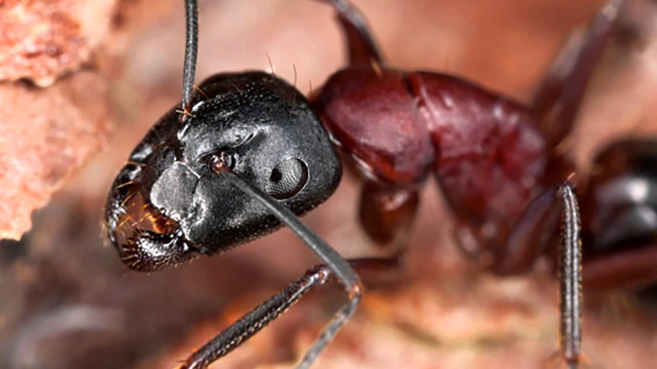 10 Bizarre Ant Behaviors