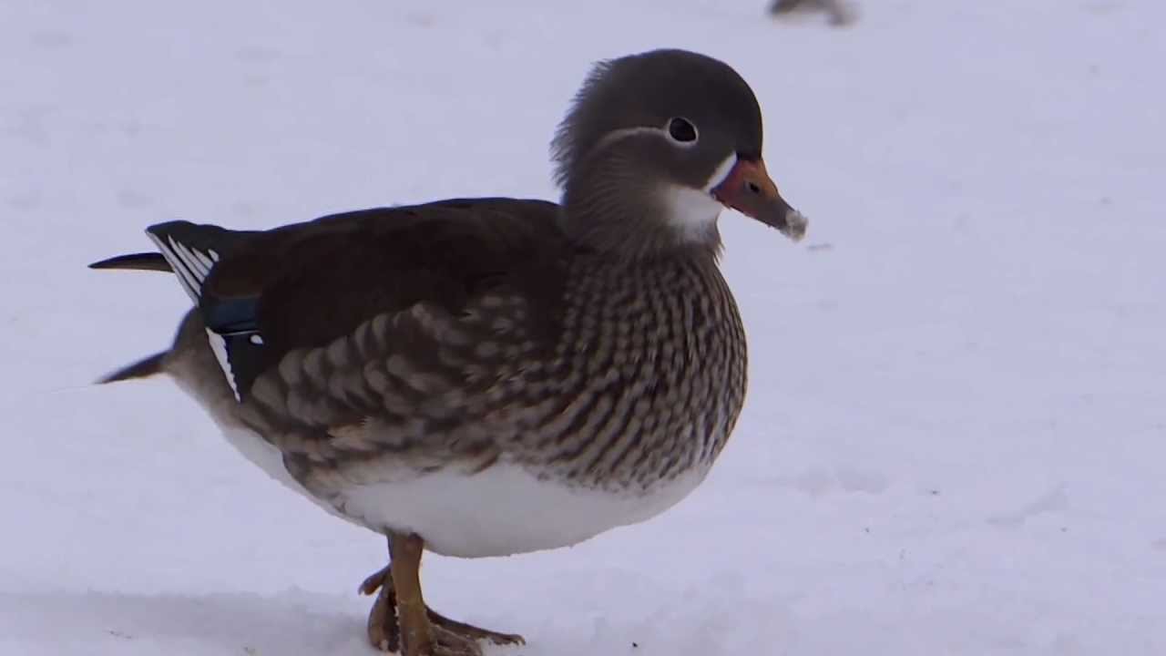 Mandarin Duck / Aix galericulata (Augustow, Poland, February 2013)