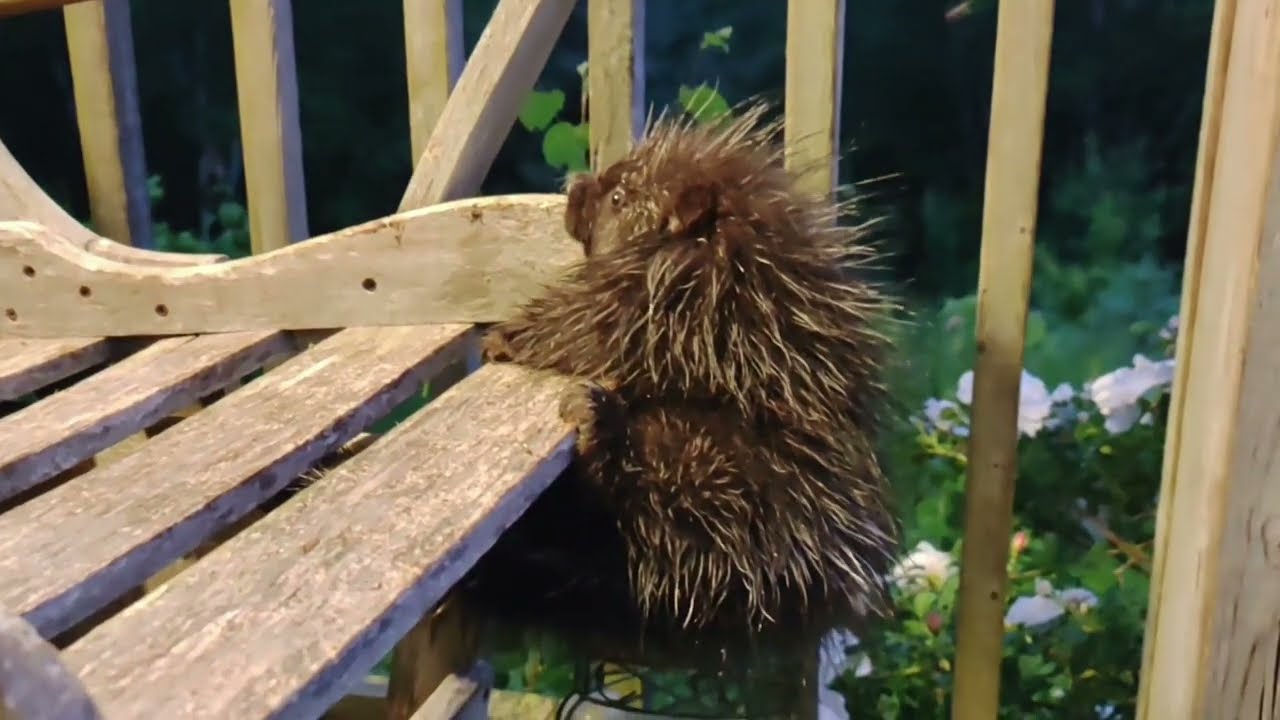 It's Not Easy Being A Baby Porcupine