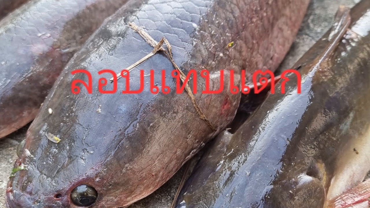 ลอบ​แทบ​แตก​ปลาช่อน​ใหญ่​เข้า​ลอบ​