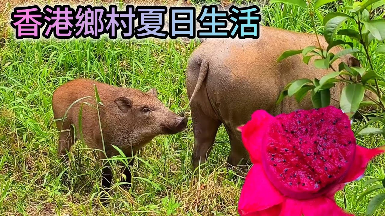 香港夏日鄉村生活：種向日葵、收穫成熟的龍眼和火龍果、野豬又再出沒