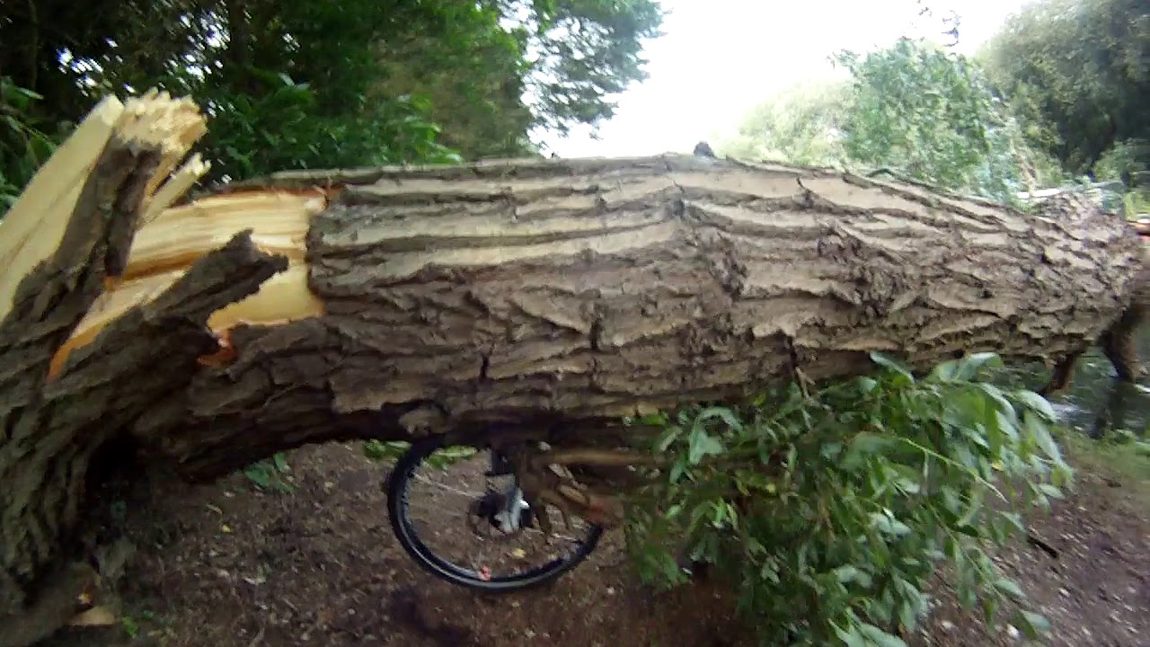 Crawling under fallen tree along the River Kennet, Reading