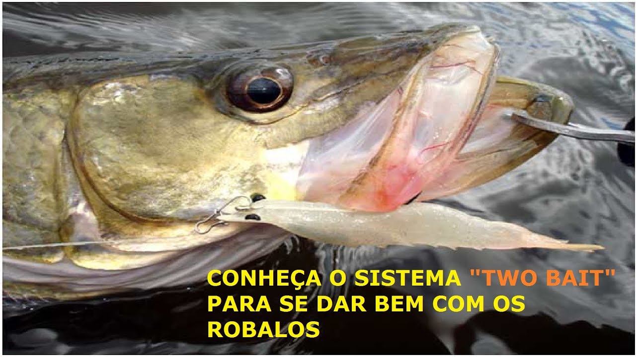 Conheça e aprenda a trabalhar o sistema Two Bait para pescarias de Robalos