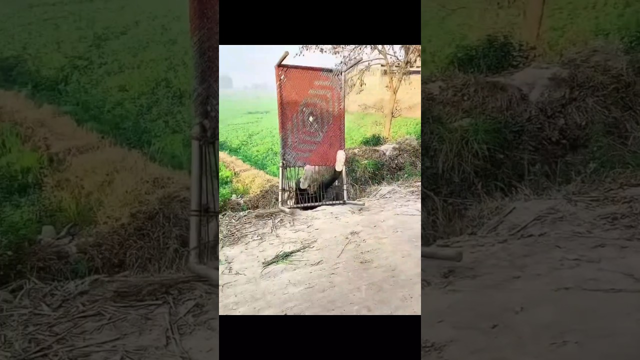 Prank 😁 #youtube #trending #viralvideos #viral #shorts #short #shyambaba #shyam #khatushyam