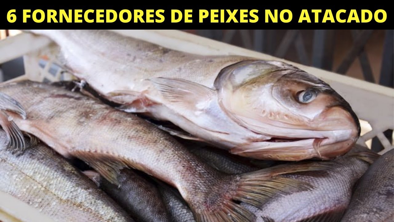 Fornecedor de peixe: Onde comprar peixe no atacado?