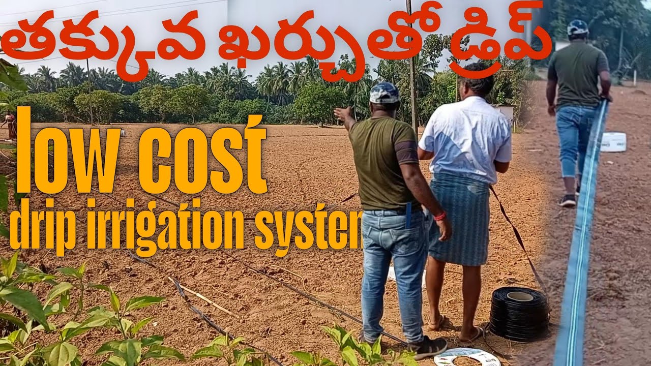 Low cost drip irrigation system #low #cost #drip #irrigation #system #farming #agriculture