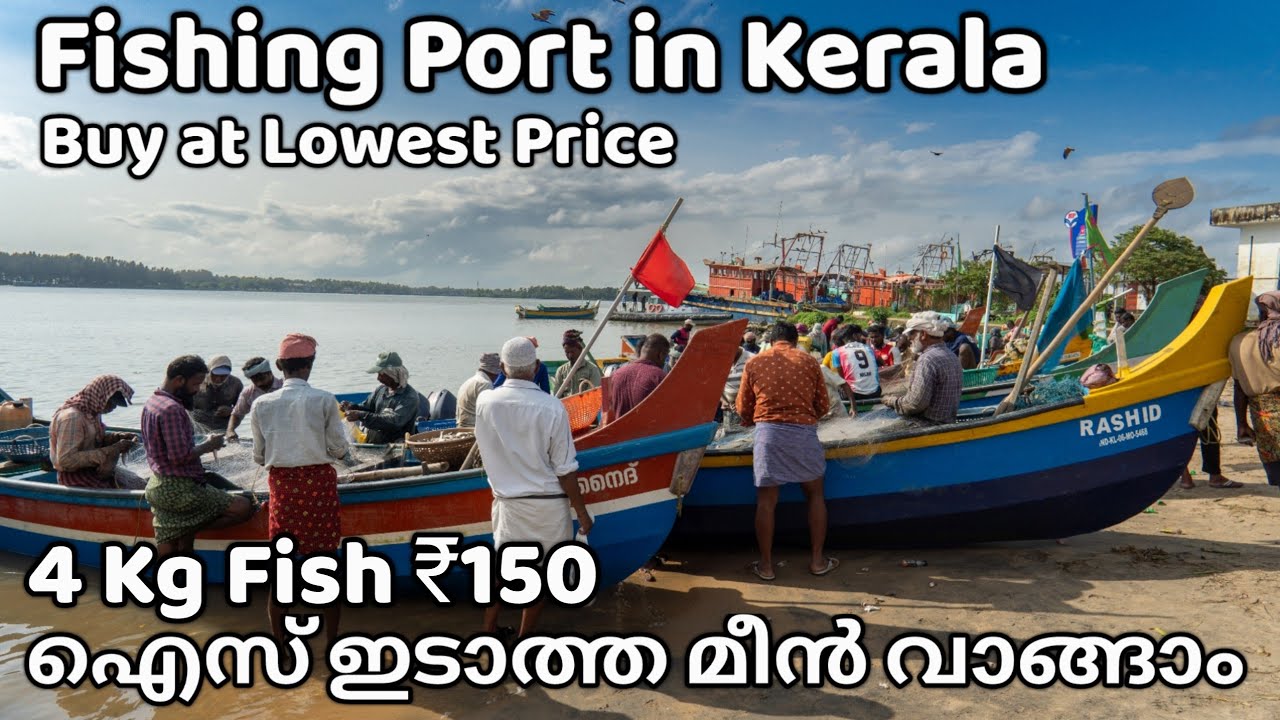 150 രൂപക്ക് 4 Kg മീൻ | Fishing Port in Kerala | Ponnani Fishing harbour | Ponnani Fishing Port
