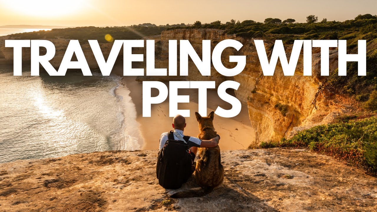 Tips For Traveling With Pets | Traveling With Your Dog Or Cat, Pet Safety & Comfortable Travel Tips