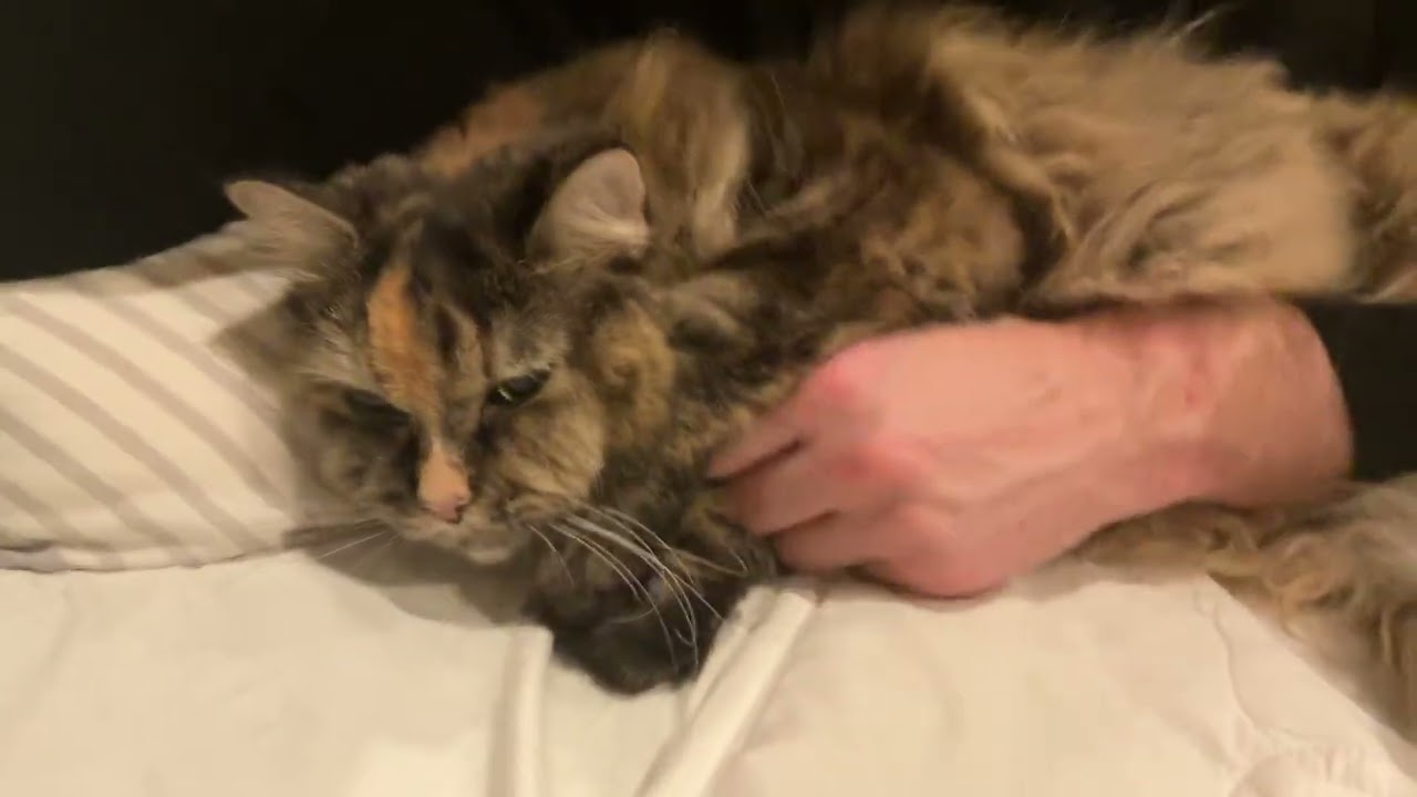 Soft Purring Sounds (ASMR)