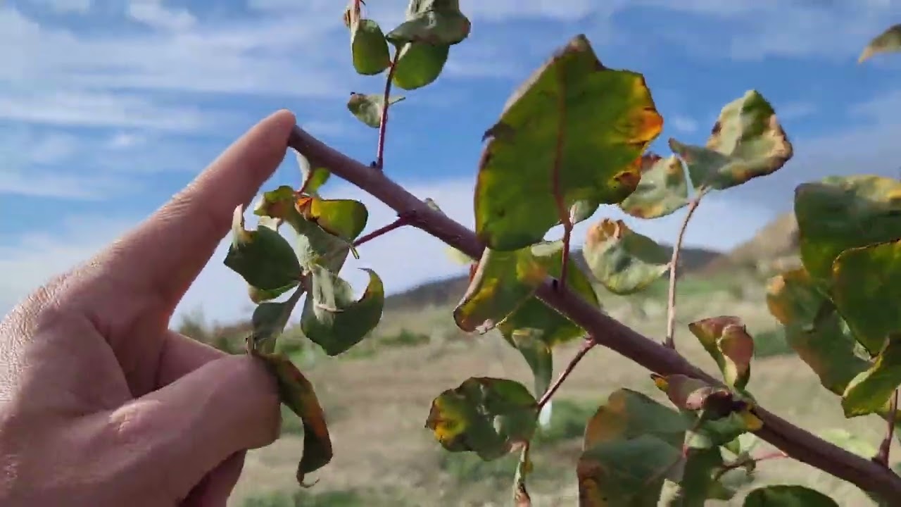 PISTACCHIO AL SECONDO ANNO CON ELEMENTI 