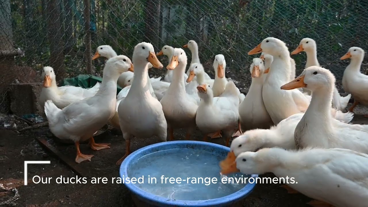 Our Venduckies Duck Husbandry 