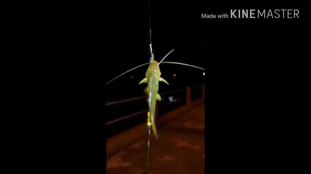 pesca bagres, bagres sapo y mas