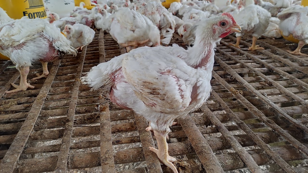 HARI KE 29 ! AYAM LUMAYAN BANYAK YANG NGOROK ! 