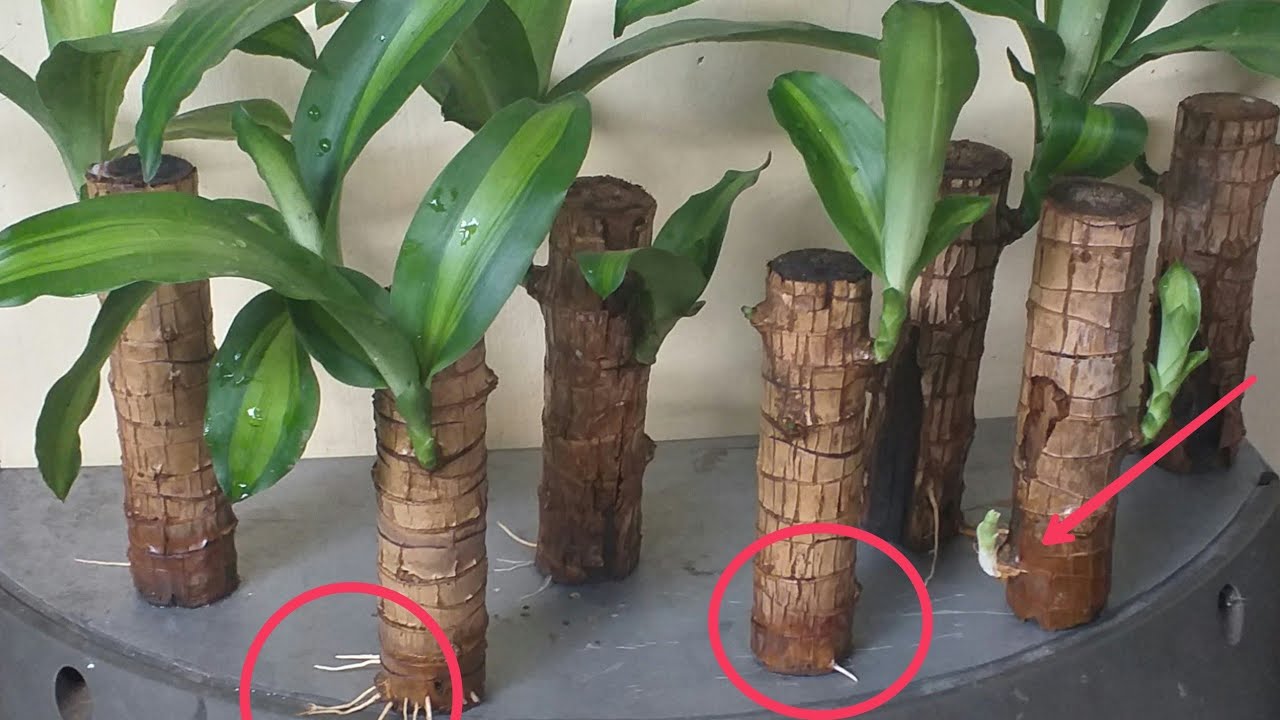 FORTUNE PLANT//HOW TO PROPAGATE IN WATER