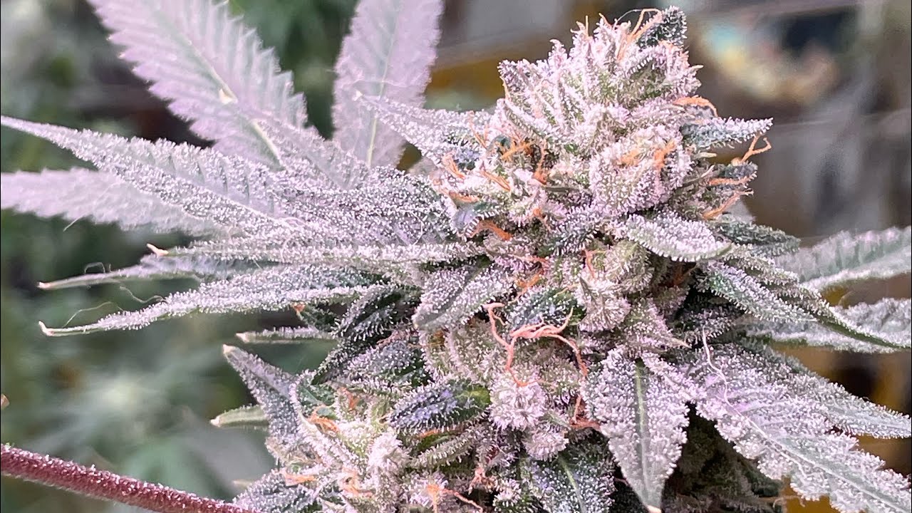 Week 8 of flower Cannabis grow What to expect in week nine?