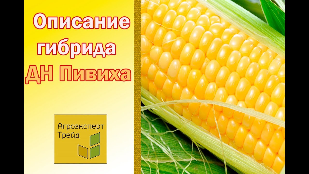 Кукуруза ДН Пивиха 🌽 - описание гибрида 🌽, семена в Украине