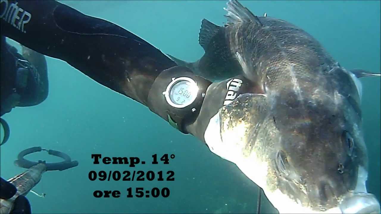 spigola sotto la neve mastro1969 spearfishing.wmv