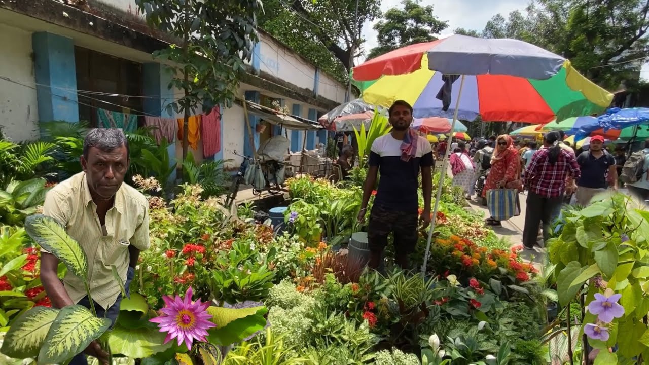 Galiff Street Plant Market Plant Review at Different Nursery| Kolkata Nursery| Best Flowers Forever 