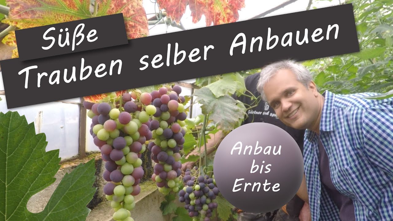 Tafeltrauben - Anbau, Pflege, Schnitt, Sortenwahl, Krankheiten und Schädlinge