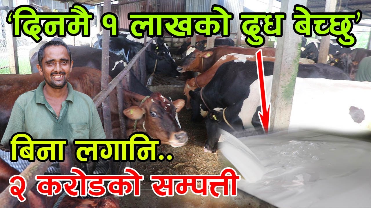 १ दिनमै १ लाखको दुध बेच्ने ढकाल दाई भन्छन्, ‘बिना लगानि २ करोडको सम्पत्ती जोडियो’ │Nepal Chitra