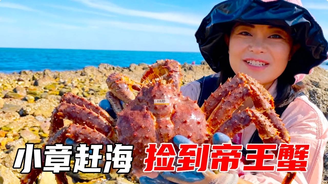 小章赶海发财啦，排水口流出龙虾，竟还有帝王蟹大赚上千元【赶海小章官方频道】