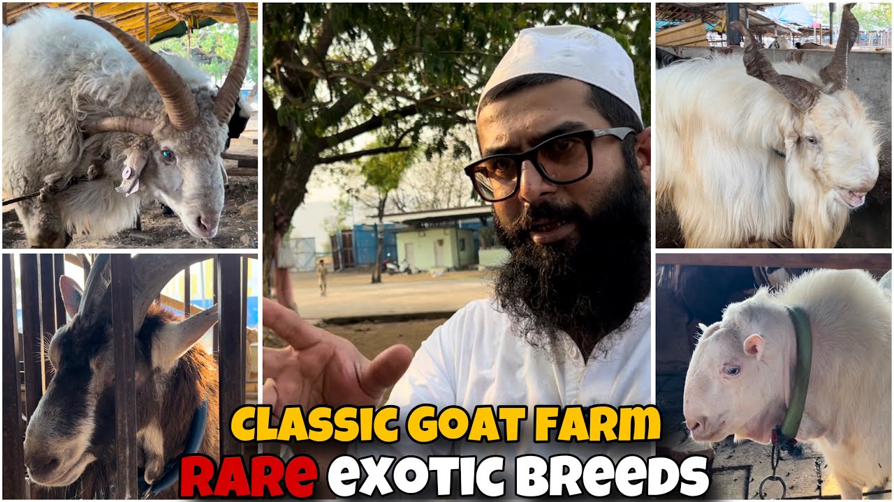 Classic Goat Farm Full Tour 2024 | Biggest Goat Farm | RARE Exotic Breeds