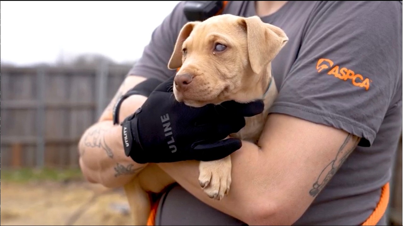 200 Dogs Rescued From Suspected Dogfighting