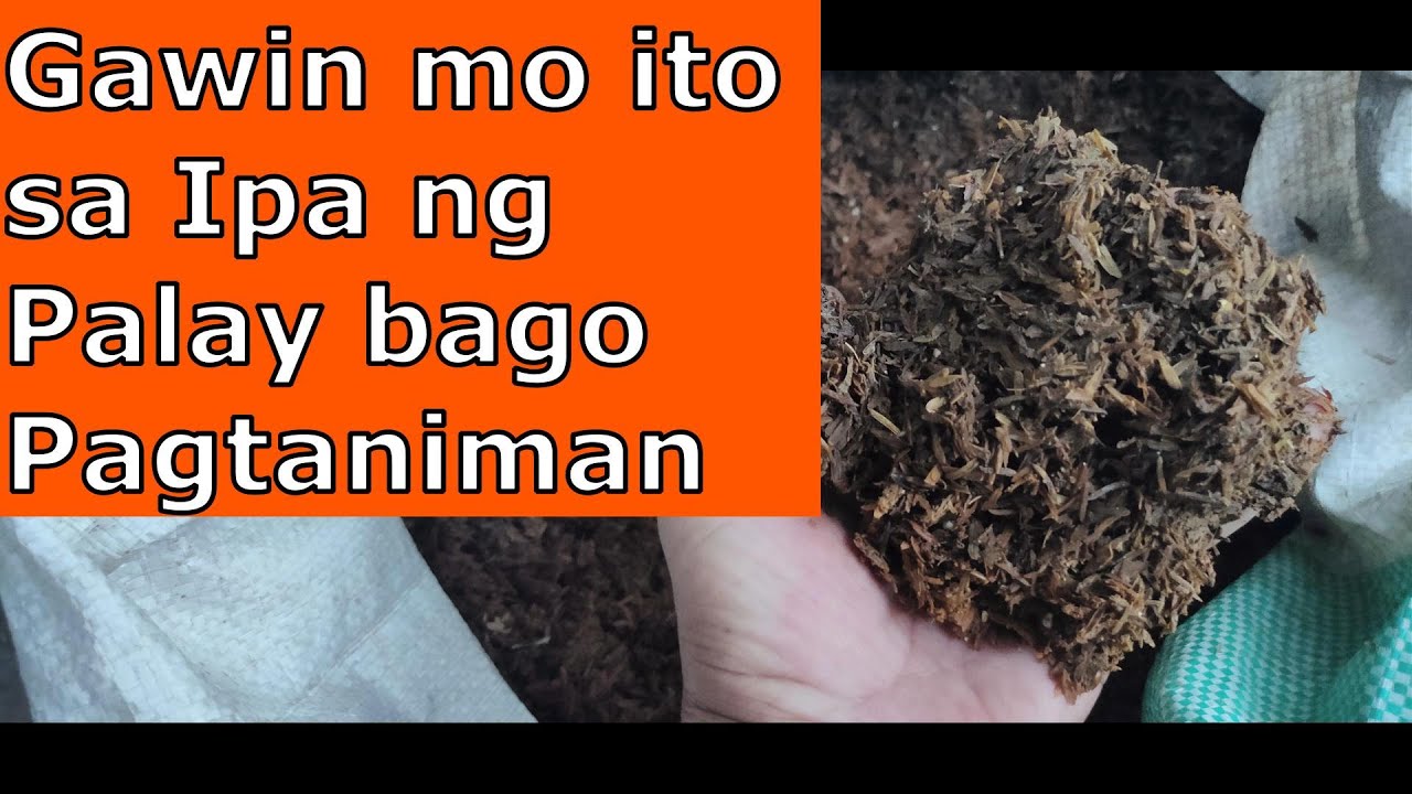 Paano Sterilize ang Ipa ng Palay (Rice Hull) Before Ihalo sa Lupa or Pagtaniman.