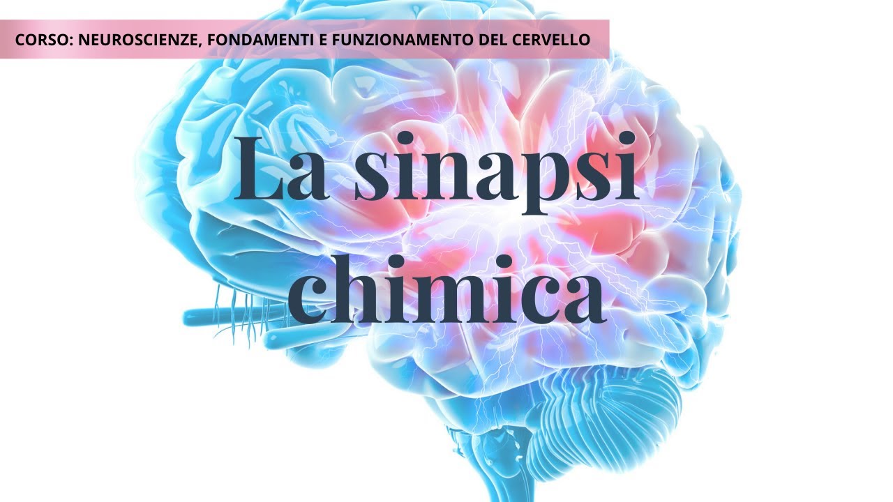 La sinapsi chimica: come comunicano i neuroni | Neuroscienze – Lezione 2D