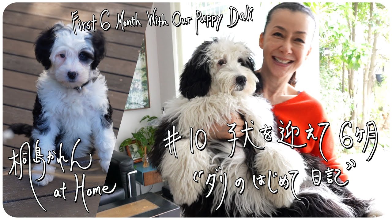 #10 子犬を迎えて６ヶ月“ダリのはじめて日記” First 6 Month With Our Puppy Dali