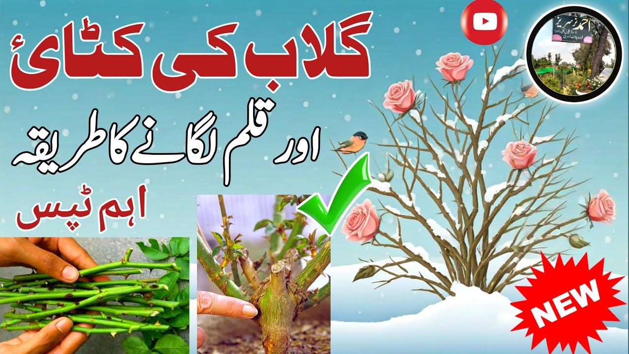 Winter Rose Care Secrets: Pruning, Propagation & More🌹🌱