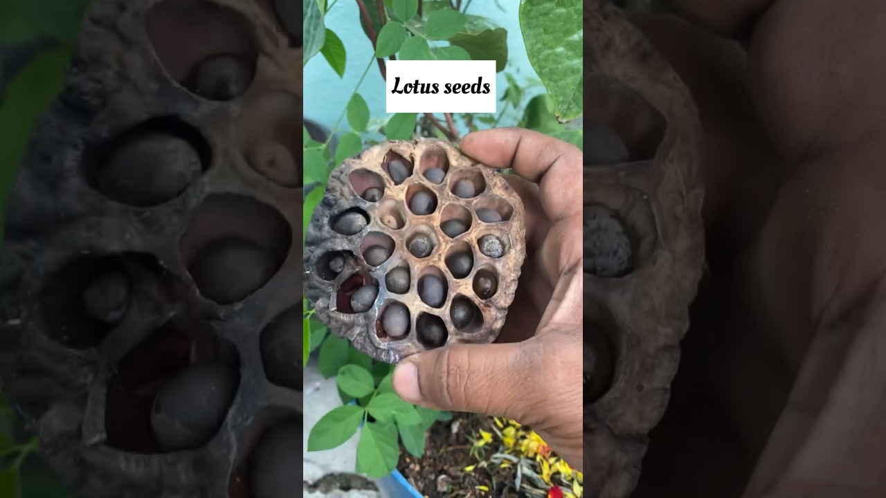 🪷 Lotus seeds germination #lotusseeds 🪷