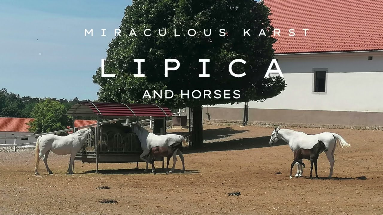 Miraculous Karst: Lipica and horses / Čudežni Kras: Lipica in konji
