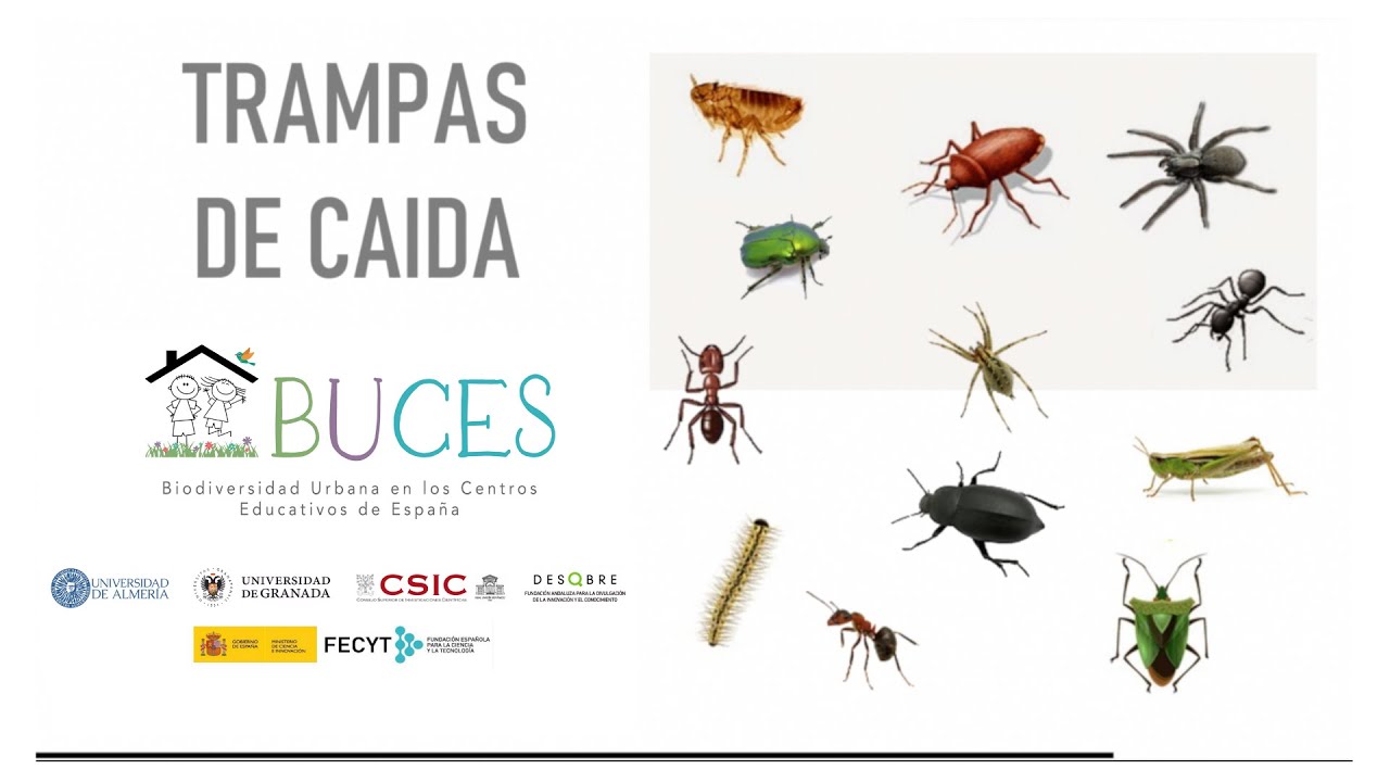 TRAMPAS DE CAIDA / Invertebrados Terrestres. Proyecto BUCES