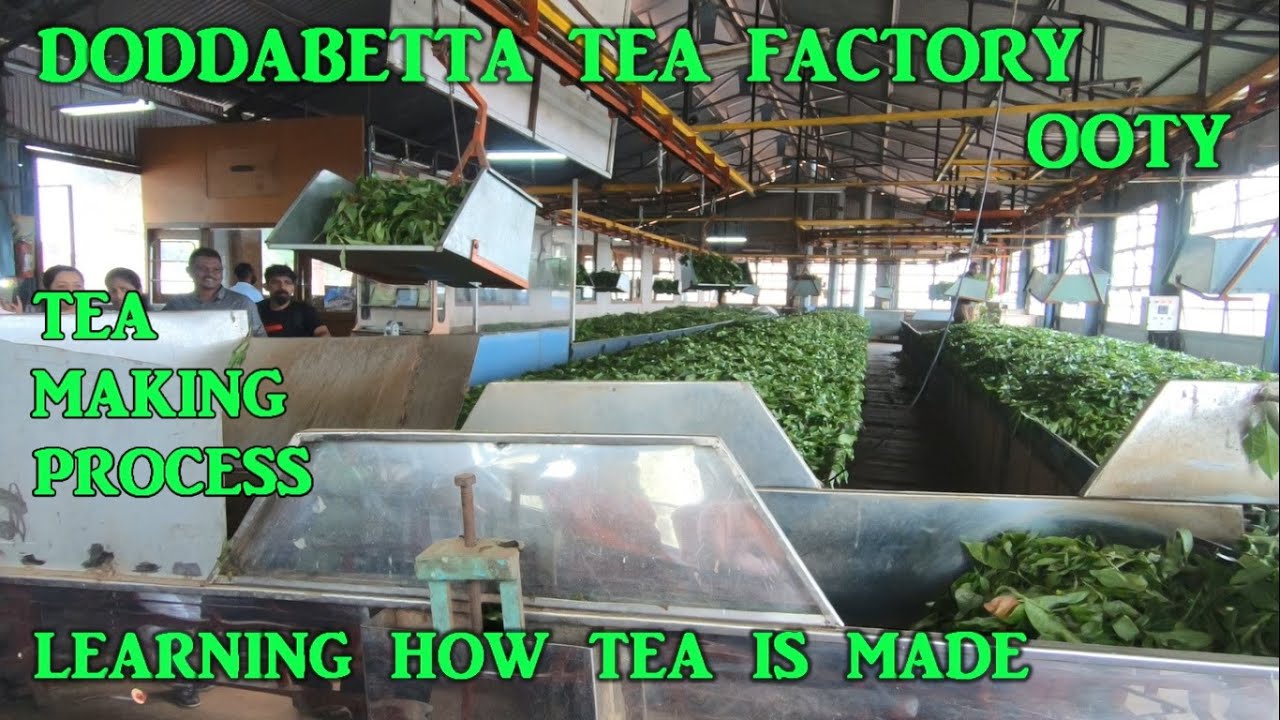 Doddabetta Tea Factory | Ooty | Learning Tea making process | Tea  Production