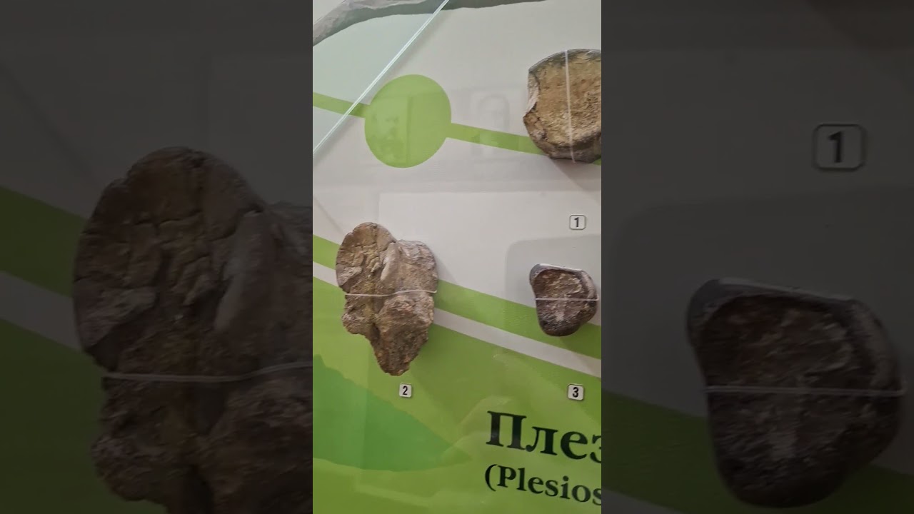 Позвонок морской рептилии, которому более тысячи лет!!! Краеведеский музей, Камышин❤️🥰#палеонтология