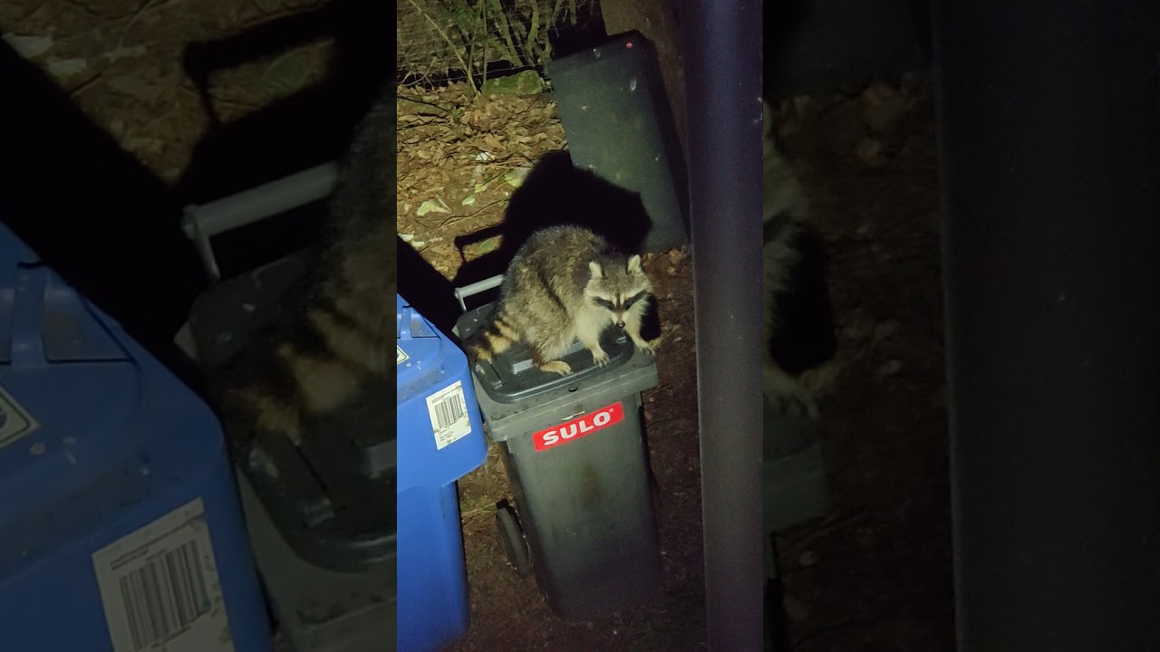 Милый енот пытается открыть мусорный бак