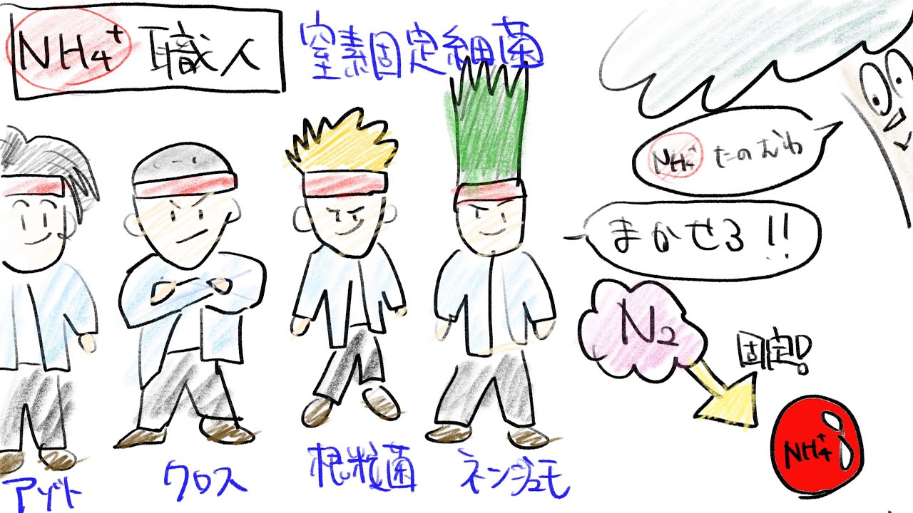 【生物基礎】窒素循環を無理やり漫画風キャラづけで覚えよう！！〜窒素同化、窒素固定、脱窒、硝化〜