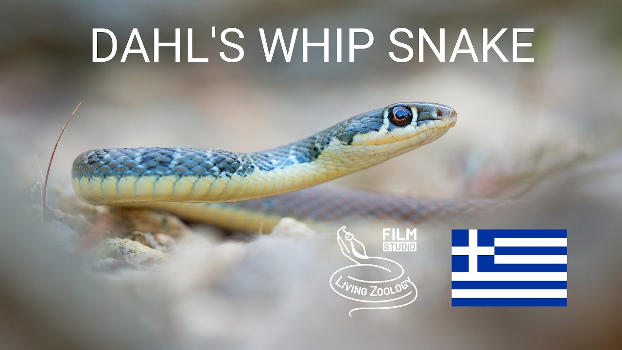 Colorful Dahl's Whip snake (Platyceps najadum) in Greece, very fast wild snake from Europe