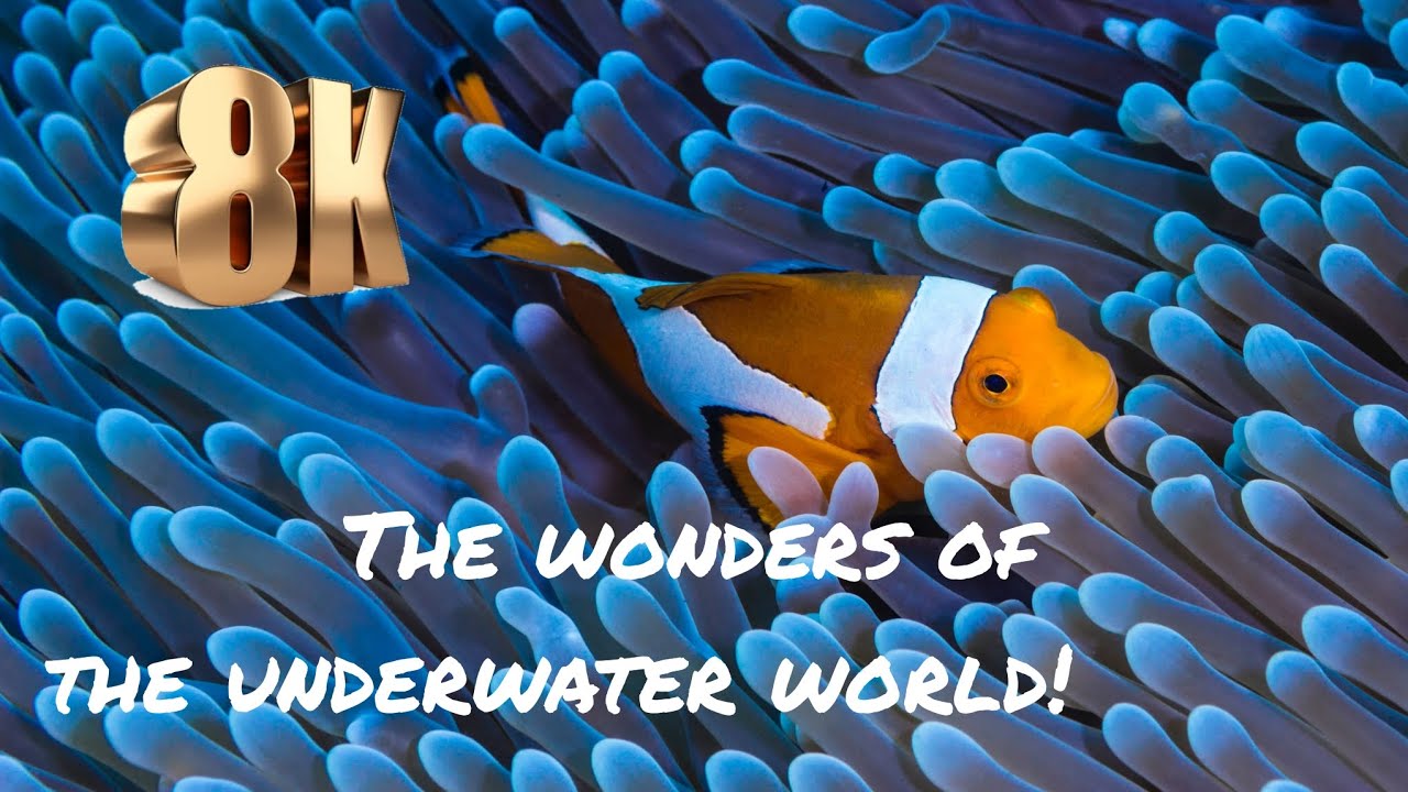 8K ULTRA HD.                                  THE WONDERS OF THE UNDERWATER WORLD!