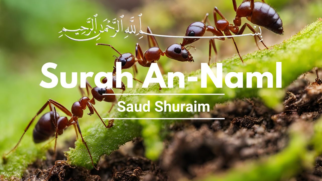 Surah An-Naml سورۃ النمل  | Beautiful Quran Recitation by Saud Shuraim | Pure Quran Sounds