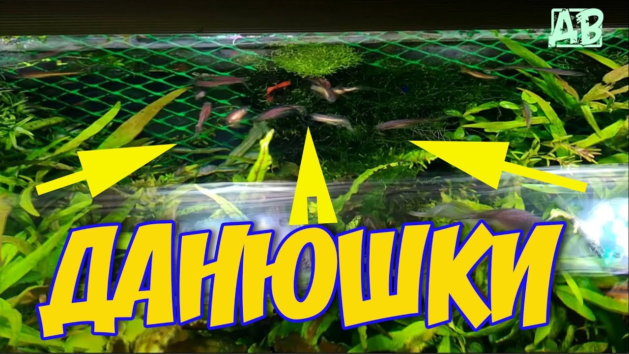 НЕРЕСТ ДАНИО В ОБЩЕМ АКВАРИУМЕ!