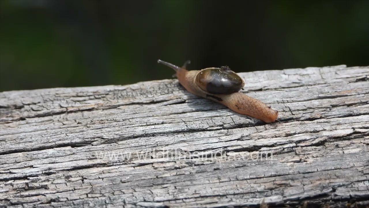 Semi-Slug on a weathered log | Fascinating forest mollusk of Jabbarkhet, Mussoorie