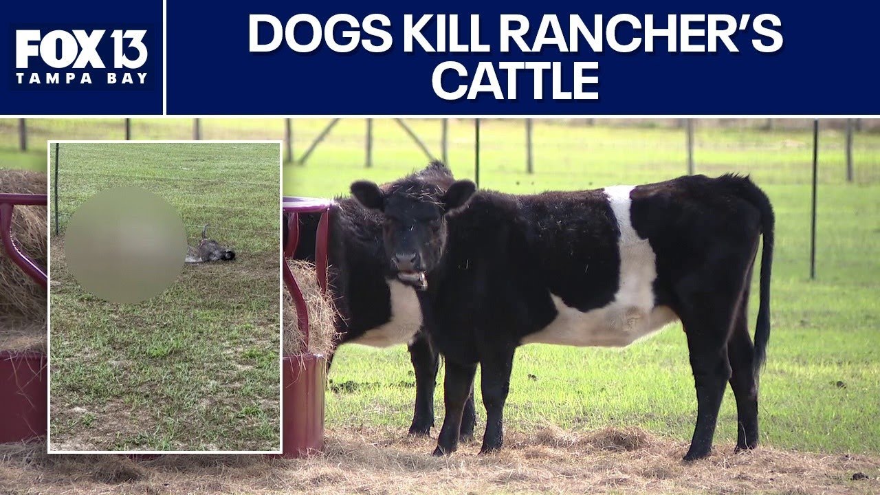 Стая собак терроризирует ранчо в Дейд-Сити.