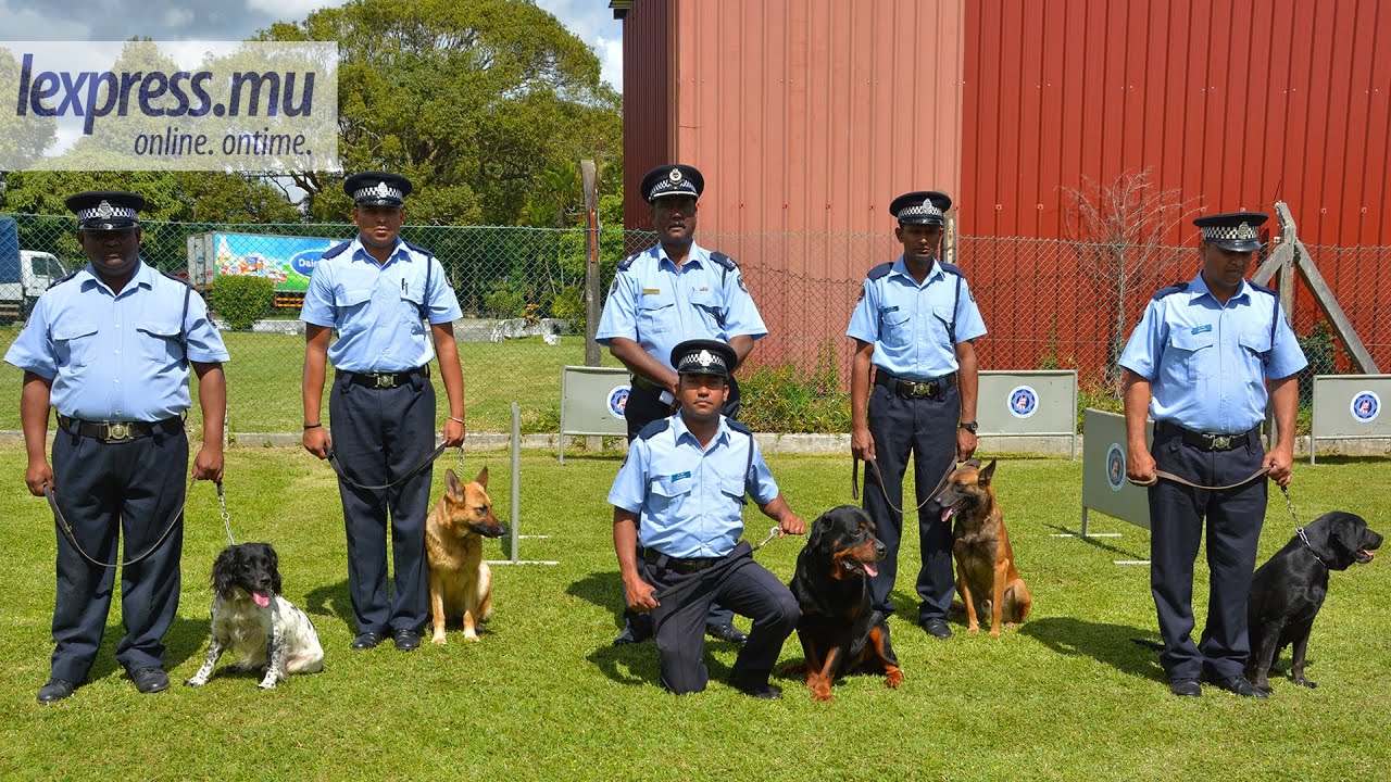 Incursion chez les chiens «policiers»