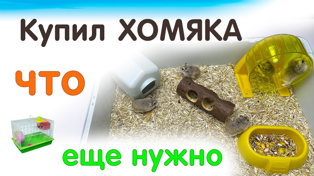 Купил ХОМЯКА ? тебе еще нужно купить.  что нужно приобрести перед покупкой хомяка  #яХрумка