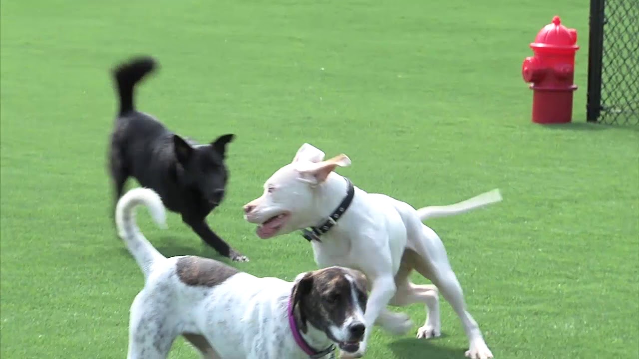 Downtown OKC goes to the dogs (2016-04-21)