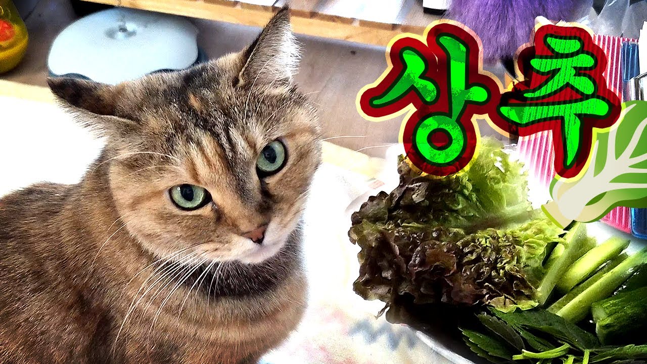 엄마집에 놀러갔더니 고양이가 상추를 먹는건에 대하여.🥬#고양이 #상추