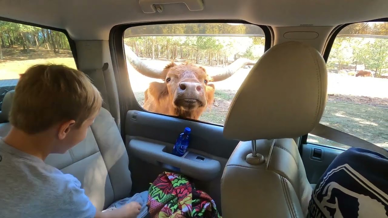 Wild Animal Safari, Pine Mountain, GA