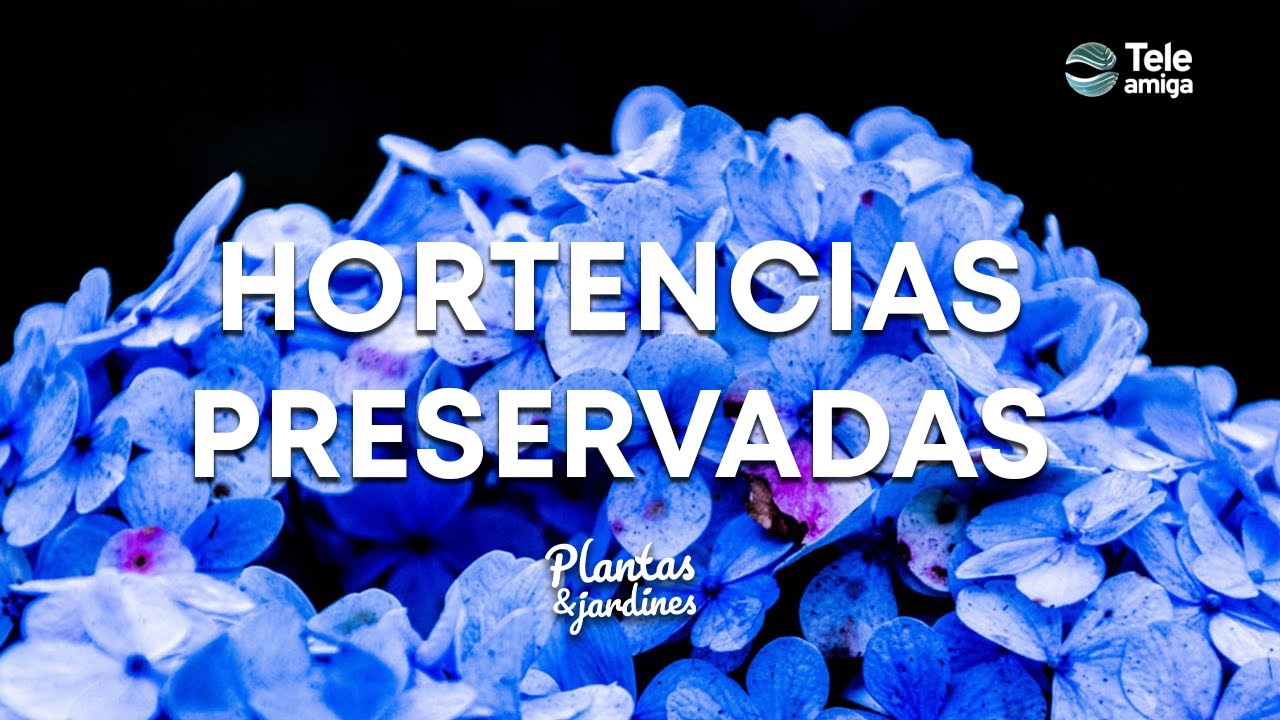HORTENSIAS PRESERVADAS - Plantas y Jardines en Teleamiga
